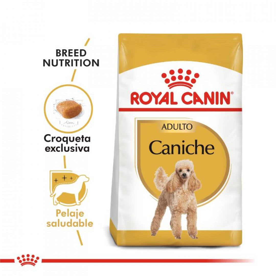 caniche-ad-1-kg