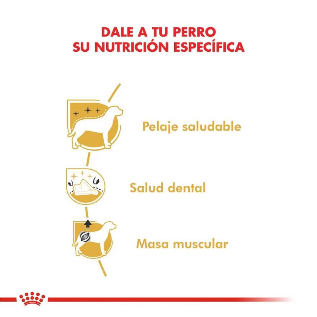 caniche-ad-1-kg