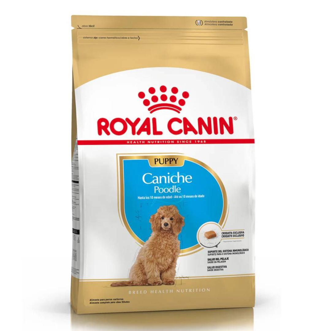 caniche-puppy-3-kg