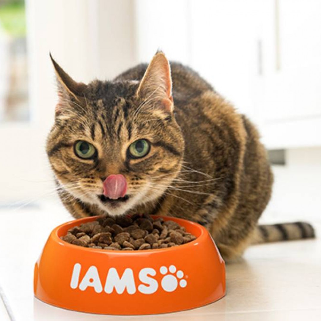 ff-iams-gato-ad-x-1-kg