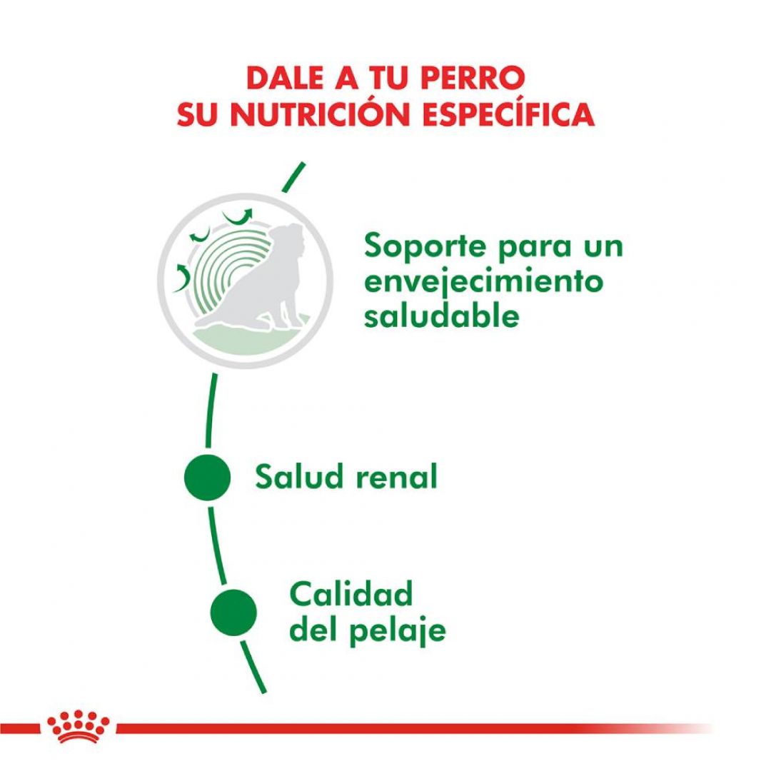 mini-ageing-12-3-kg