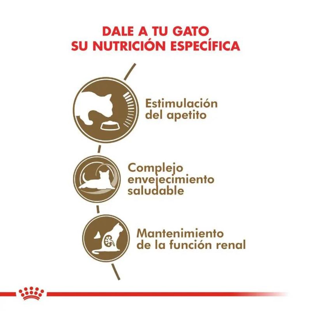 ageing-12-gato-2-kg