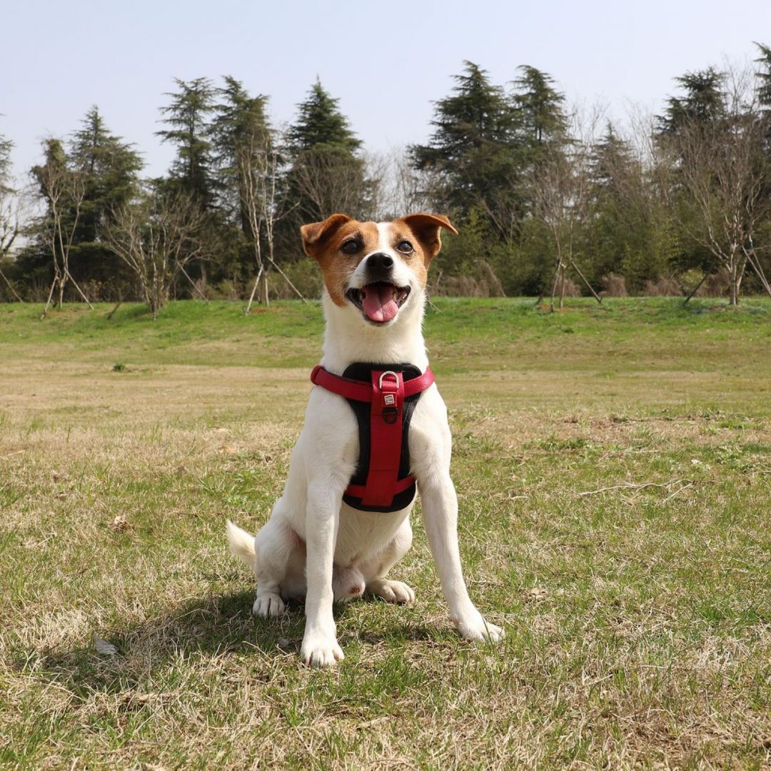 gigwi-harness-premium-line-xl