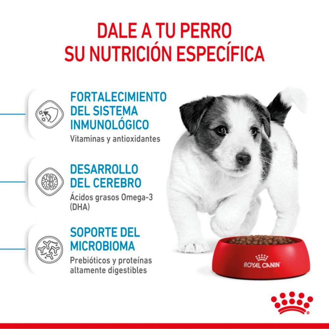 mini-puppy-1-kg