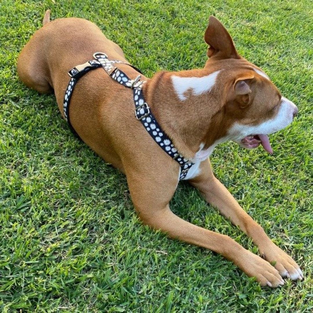 arnes-h-fantasia-ch-aym